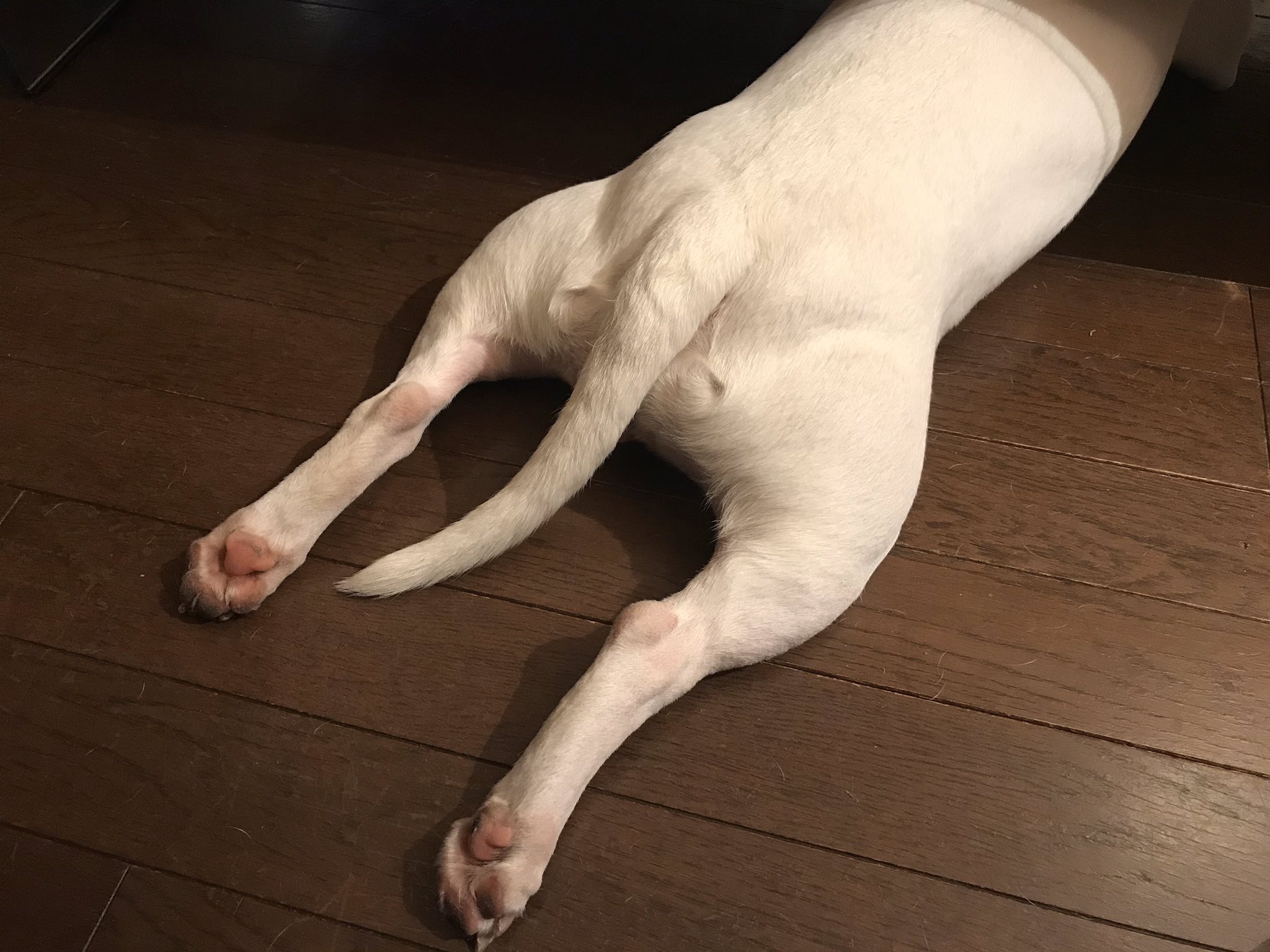 Peachy これがアタチの 伏せ なの ーピィ子ー ブルテリア含め ブル系の子は伏せの時にカエル足になります でも何故かピィ子は いつも女の子座り 時々しかカエルをしません カエル足 好きなんだけどなあ 後の2枚は 希少なカエル足写真 犬