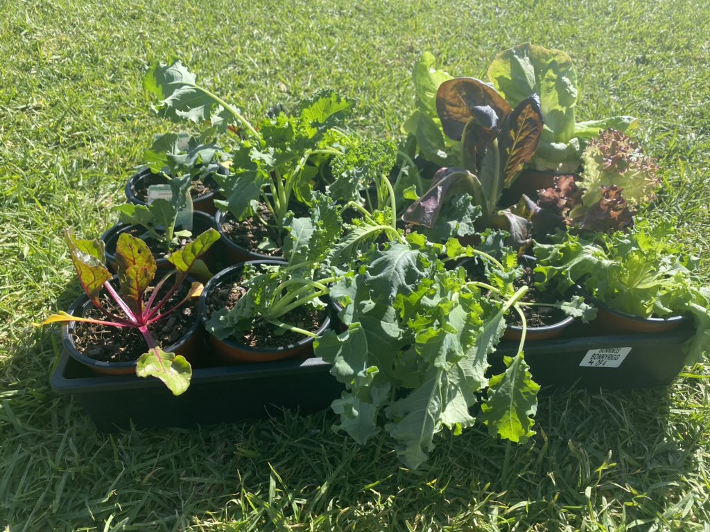 PrestonsPatch's tweet photo. New autumn babies @camdenproducemarket https://t.co/obdz0PrDV5