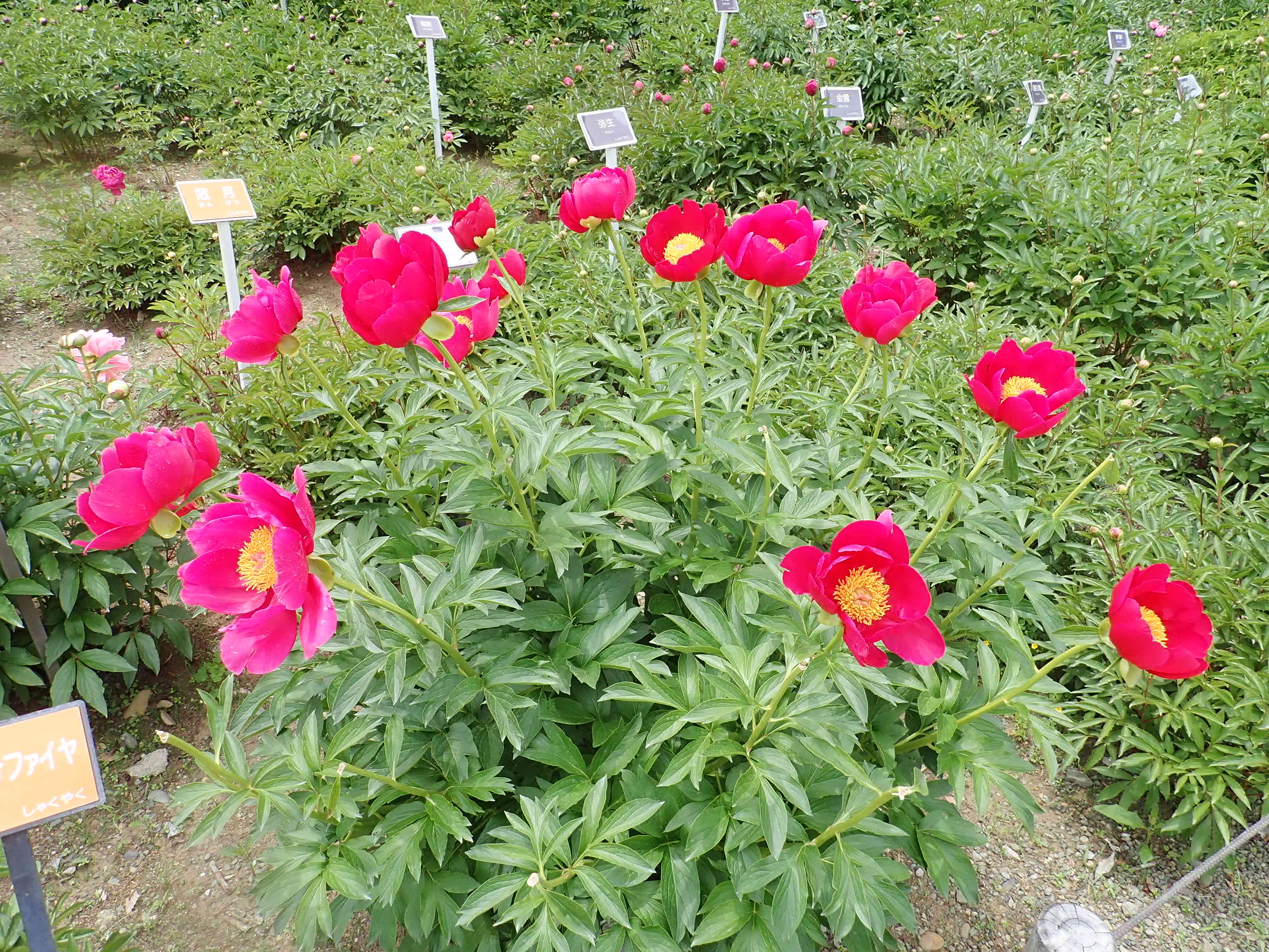 تويتر 神代植物公園 ニュース على تويتر スタッフより 園芸係 ぼたん しゃくやく園で 早咲きのシャクナゲ の品種 スカーレト オハラ が咲いています ぼたん しゃくやく園では ボタンの花が終了 シャクヤクは早咲きの品種が見ごろ 全体的に見れば