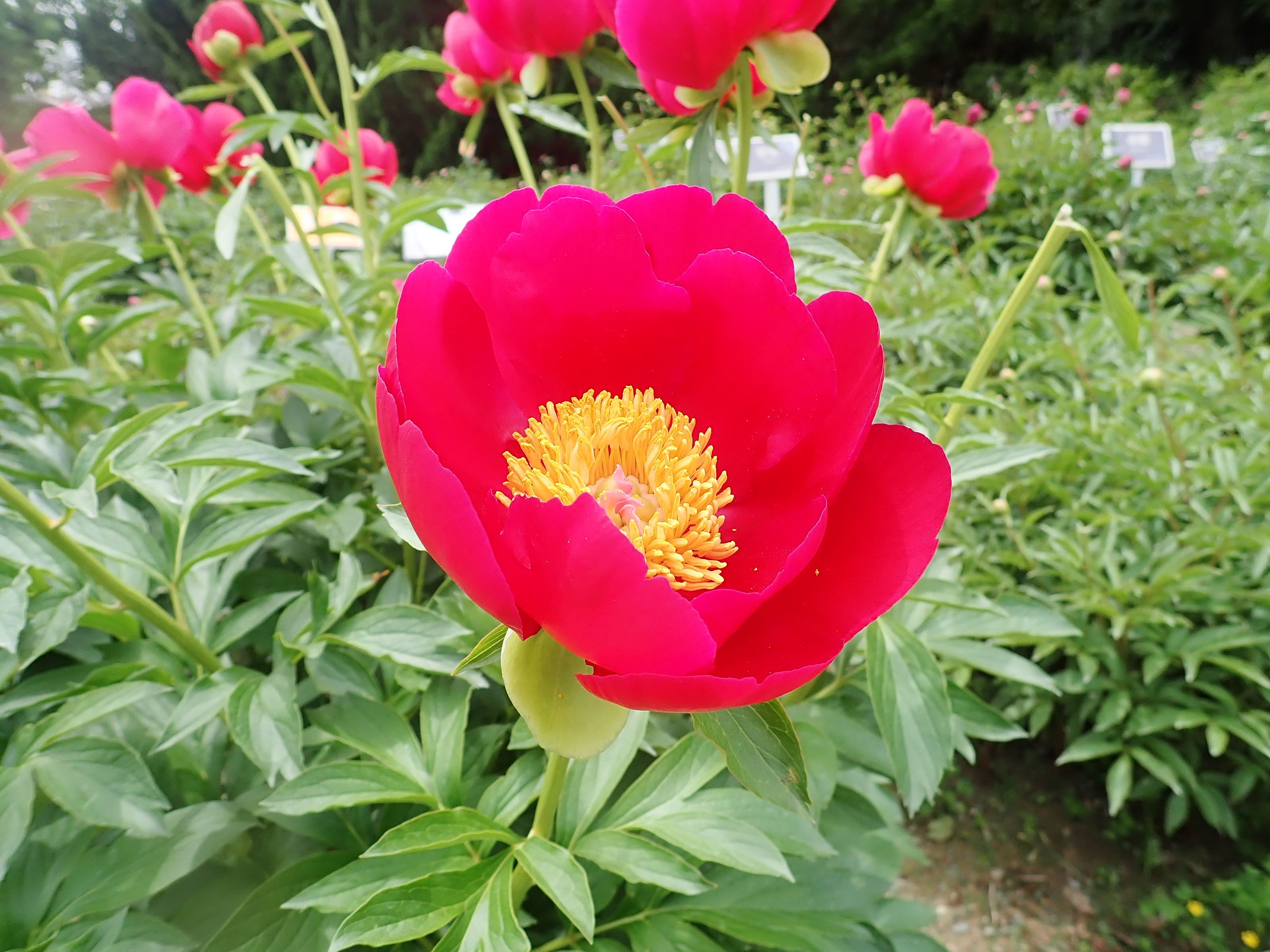 تويتر 神代植物公園 ニュース على تويتر スタッフより 園芸係 ぼたん しゃくやく園で 早咲きのシャクナゲ の品種 スカーレト オハラ が咲いています ぼたん しゃくやく園では ボタンの花が終了 シャクヤクは早咲きの品種が見ごろ 全体的に見れば