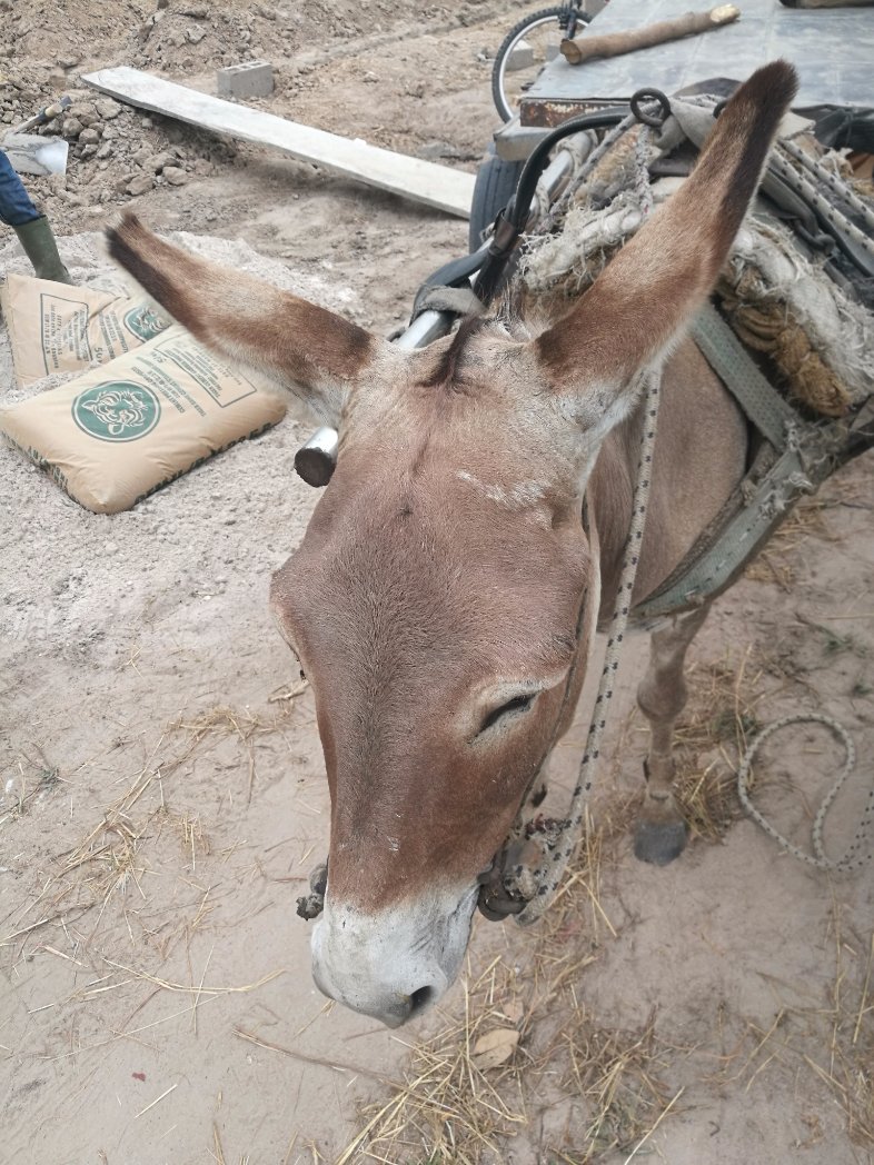 JallowMatthew's tweet image. Donkey