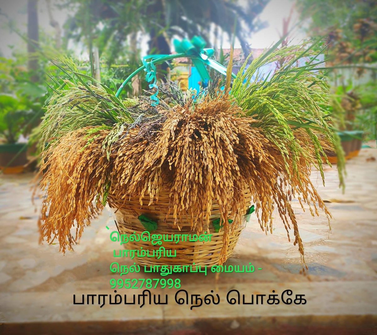 erasaravanan's tweet photo. #பாரம்பரிய_நெல் ரக விதைகள் வாங்க, ஆலோசிக்க இவர்கள் பேருதவியாக இருப்பார்கள்.

#நெல்_ஜெயராமன் பாரம்பரிய நெல் பாதுகாப்பு மையம்
திருத்துறைப்பூண்டி,
📞9952787998

#சாரதா_ஆசிரமம் 
உளுந்தூர்பேட்டை
📞9943064596

#விதை_யோகநாதன் 
முசிறி
📞9442816863

#ஶ்ரீராம் 
கதிராமங்கலம்
9486718853 https://t.co/u9szjNmcAl