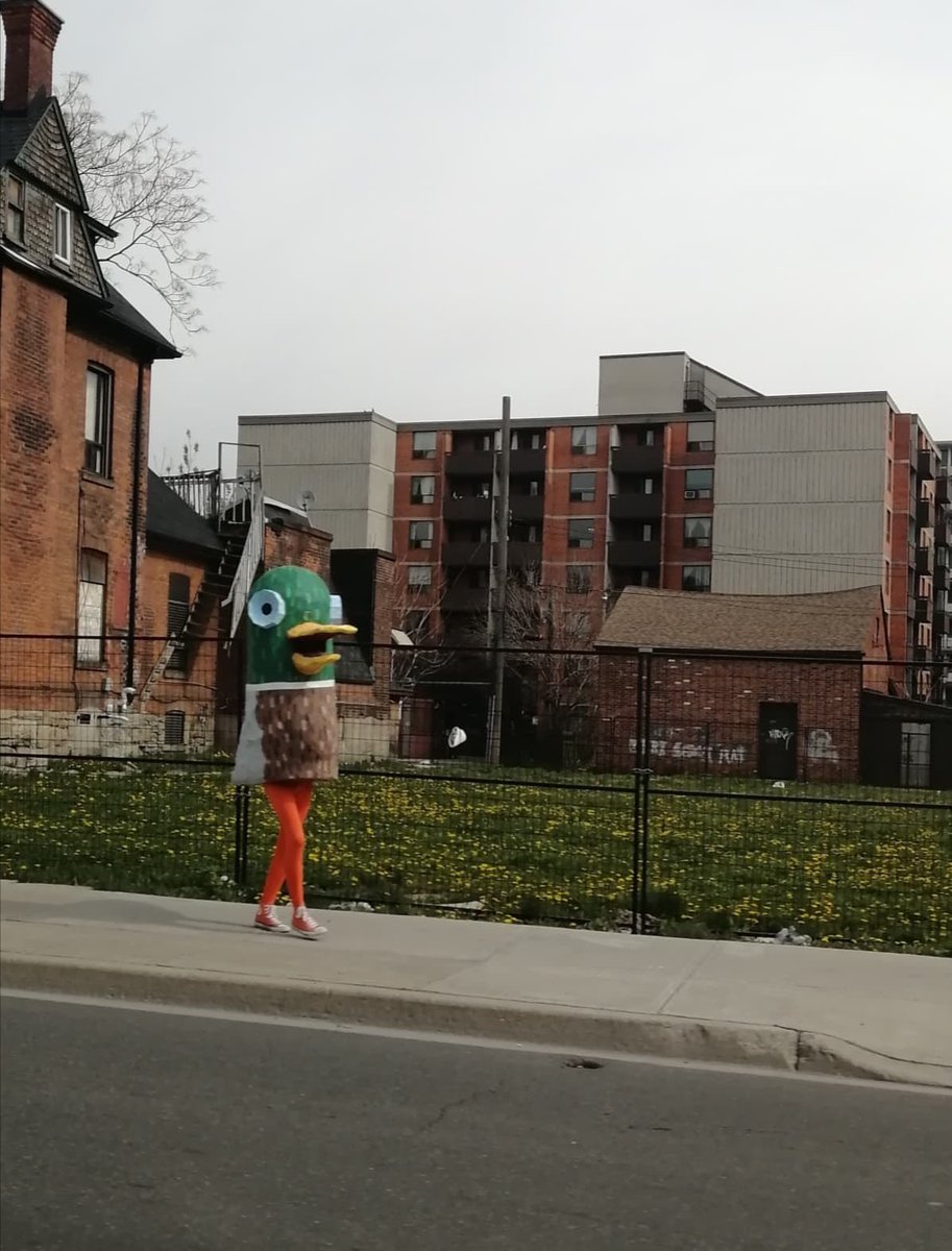 MarcAlexSkully's tweet photo. Hey #HamOnt - if you see the infamous Hamilton Duck walking our city streets, post a photo here with the hashtag #HamiltonDuck - let’s make our downtown duck Twitter famous! (Feel free time RT to spread the word!) https://t.co/r14Kk6HRya