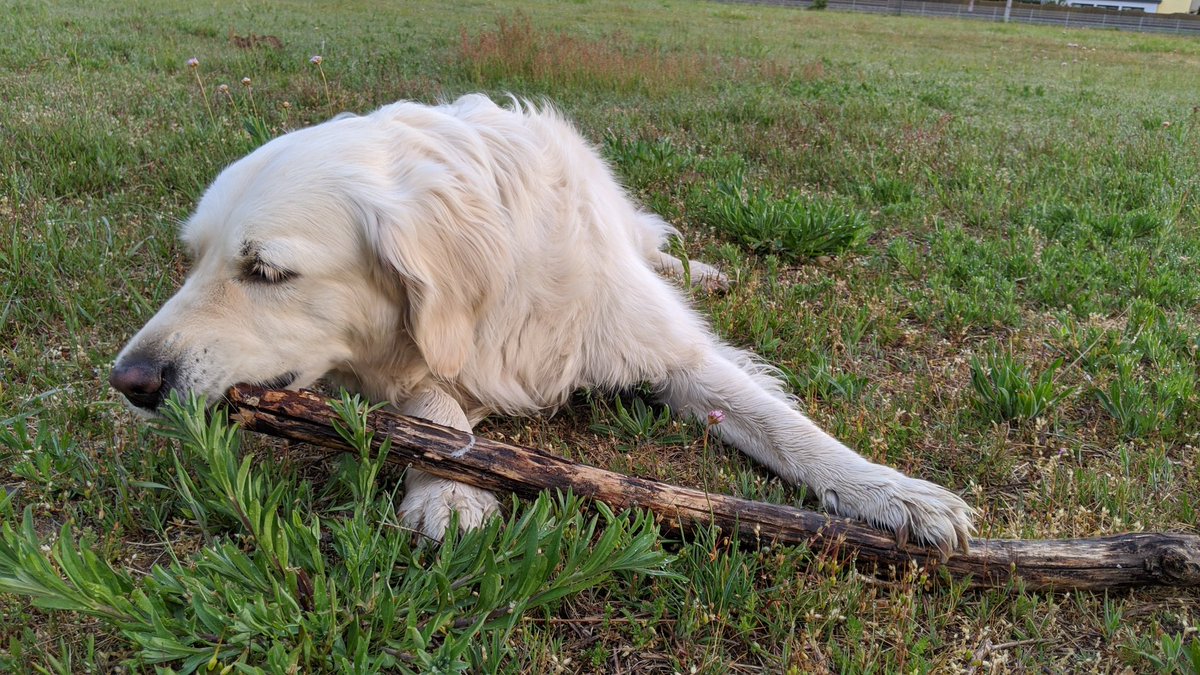 Kautendog's tweet photo. Einen wunderschönen guten Morgen wünsche ich ☀ 🌅.

#IncredibleAmy #GoldenRetriever https://t.co/ZiZ0km0Py7