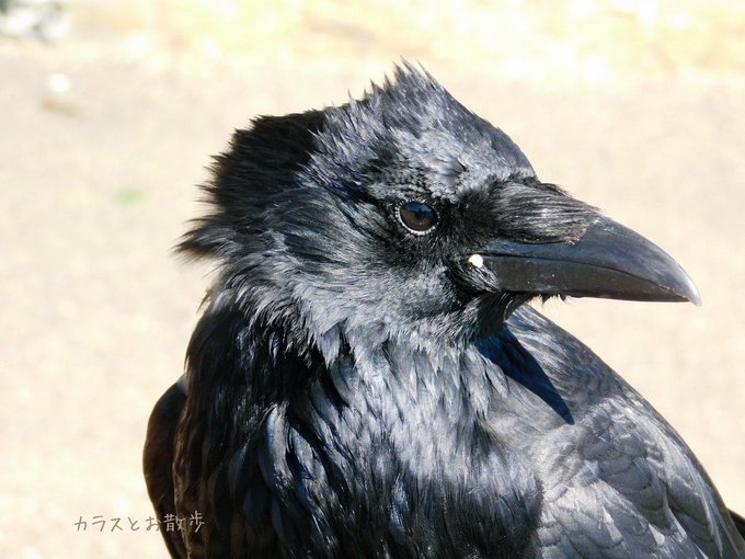 カラスだって野鳥だよのtwitterイラスト検索結果 古い順