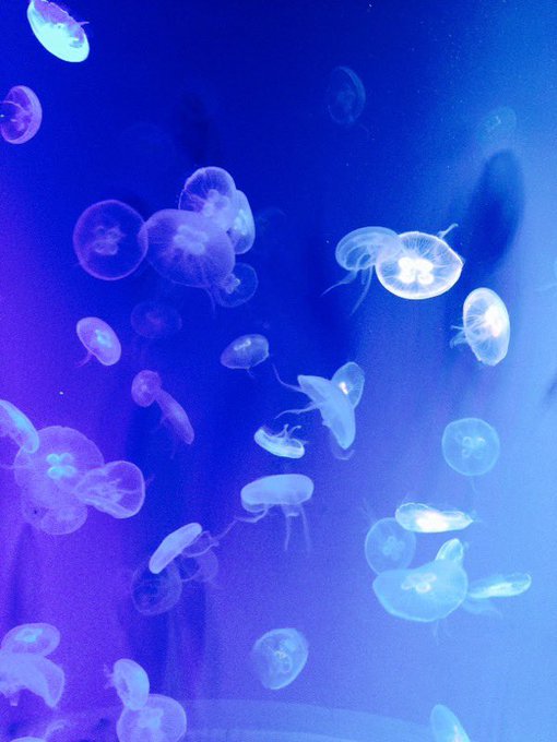 クラゲのtwitterイラスト検索結果 古い順