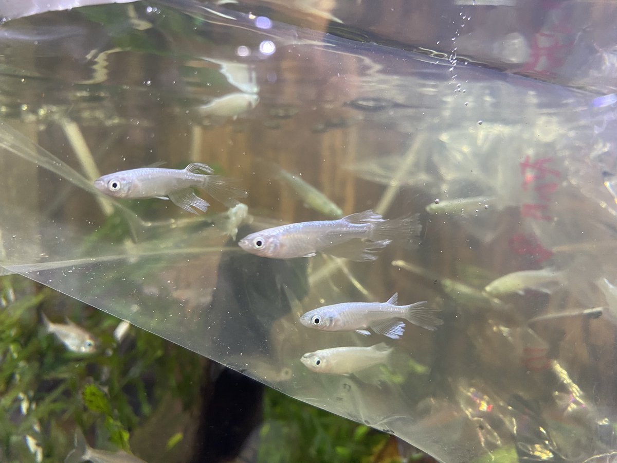 Aquarium Kind 本日も13時から時までの営業です 今週はお魚が多めの週です ちっちゃ綺麗な良魚が色々と 国産のヤマトヌマエビもたっぷり入荷しております 3 5センチほど 水草は来週がっつり入荷予定です Aquarium Kind 本日も13時から時までの営業です 今週はお魚が多めの週です ちっちゃ綺麗な良魚が色々と 国産のヤマトヌマエビもたっぷり入荷しております 3 5センチほど 水草は来週がっつり入荷予定です