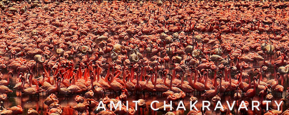 Amit_Photowalla's tweet photo. World Migratory Bird Day
#flamingos forming an endless sea of pink at the #Talawe wetlands in Navi Mumbai.
@ie_mumbai #lockdownindia
@IndianExpress @tallstories #Covid_19 @ExpressImages https://t.co/DSIVCGWpNl