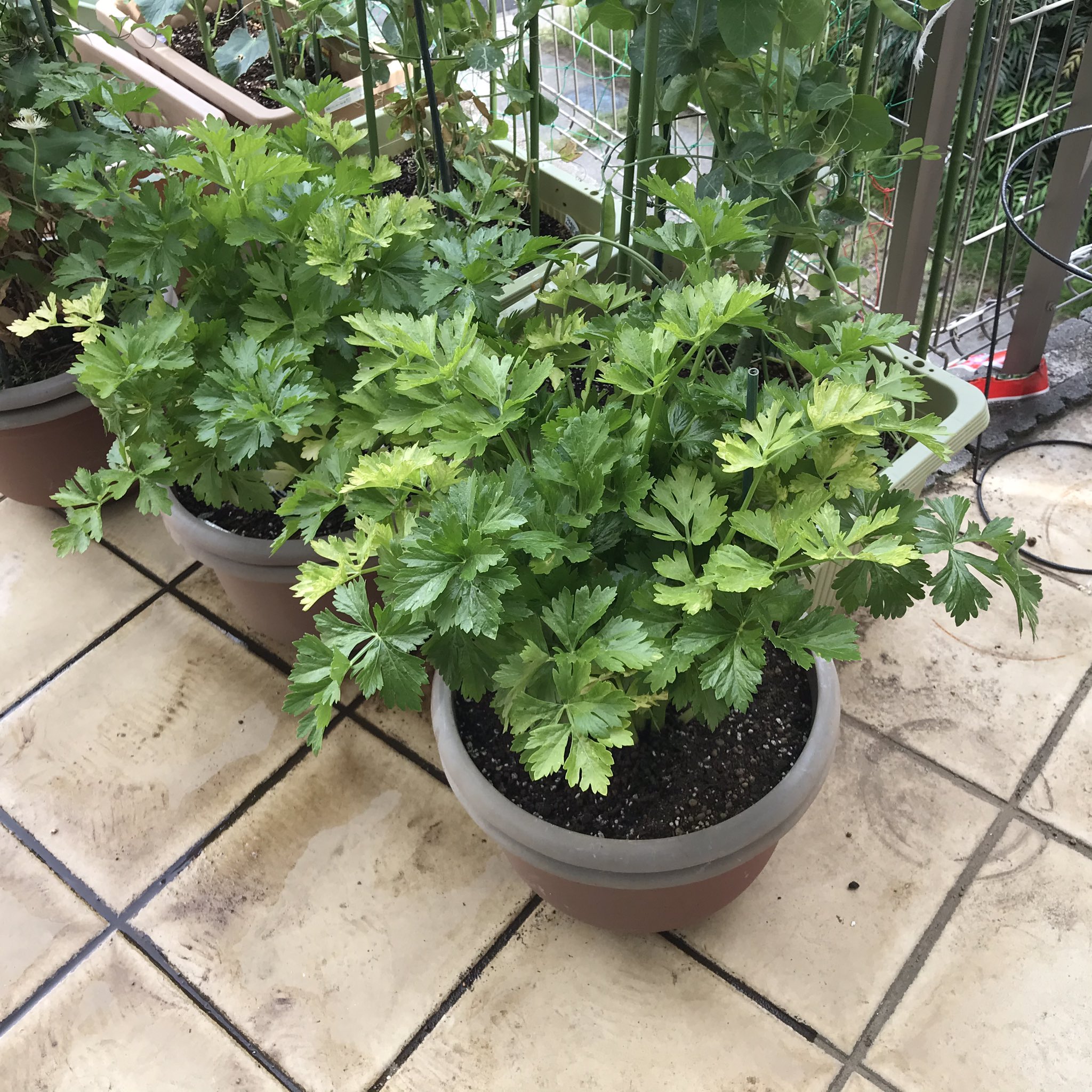 カフェスタイル セロリ 育ってきました セロリ セロリレシピ 家庭菜園 家庭栽培 自家栽培 自家菜園 プランター菜園 プランター栽培 おうち園芸 おうちで園芸 T Co Pb4vjfszaa Twitter