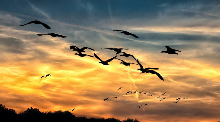 улетающий клин журавлей. клин перелетных птиц. журавлиный клин осенью. птицы улетают на юг. журавль в небе.