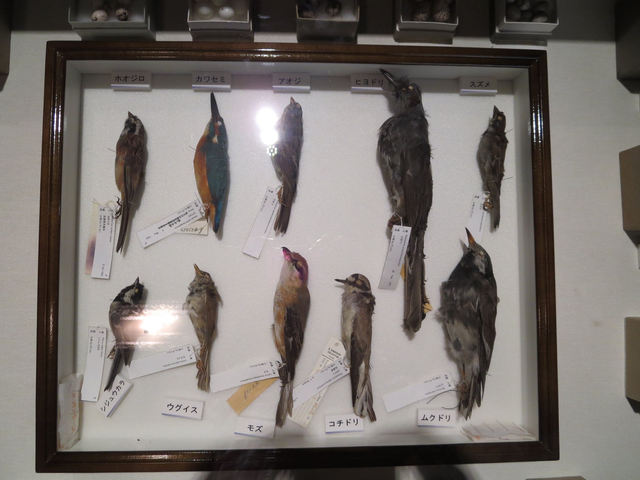 鳥の剥製　山鳥 ヤマドリ 山鳥 剥製 昭和レトロ - メルカリ