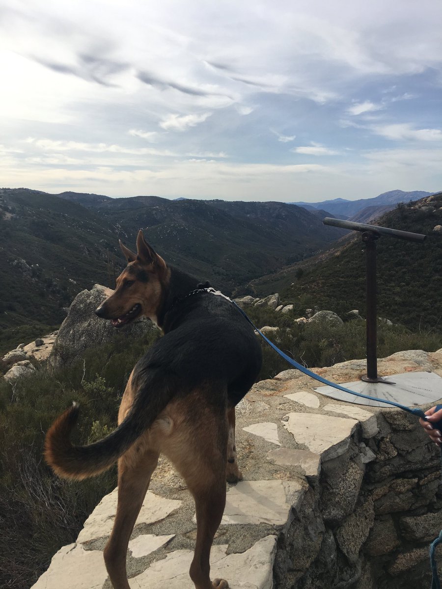DogsFranklin's tweet photo. Rocky loves exploring new areas during hikes #goodboy #hiking ⁦@WeLoveDogsUSA⁩ #southerncalifornia https://t.co/y9qkxeyYC6