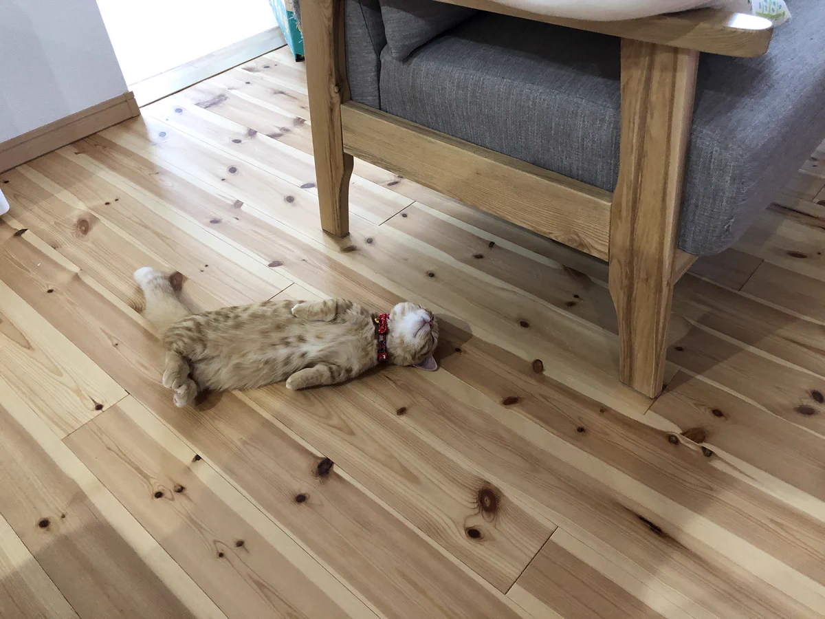 暴れるだけ暴れて爆睡する猫ちゃん。後ろ足の”ちょこんと感”が可愛いｗｗ