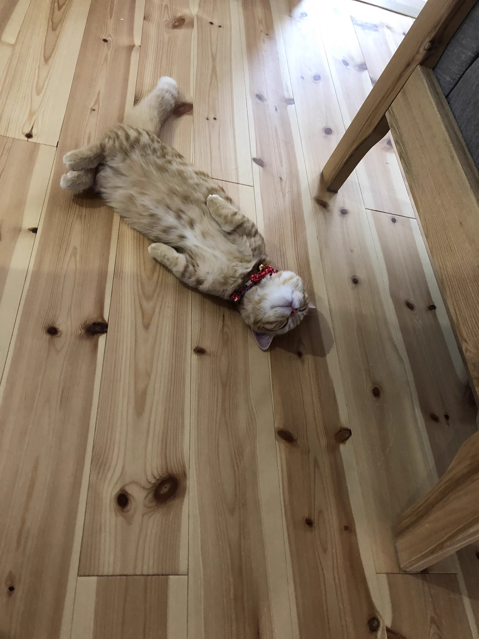 暴れるだけ暴れて爆睡する猫ちゃん。後ろ足の”ちょこんと感”が可愛いｗｗ