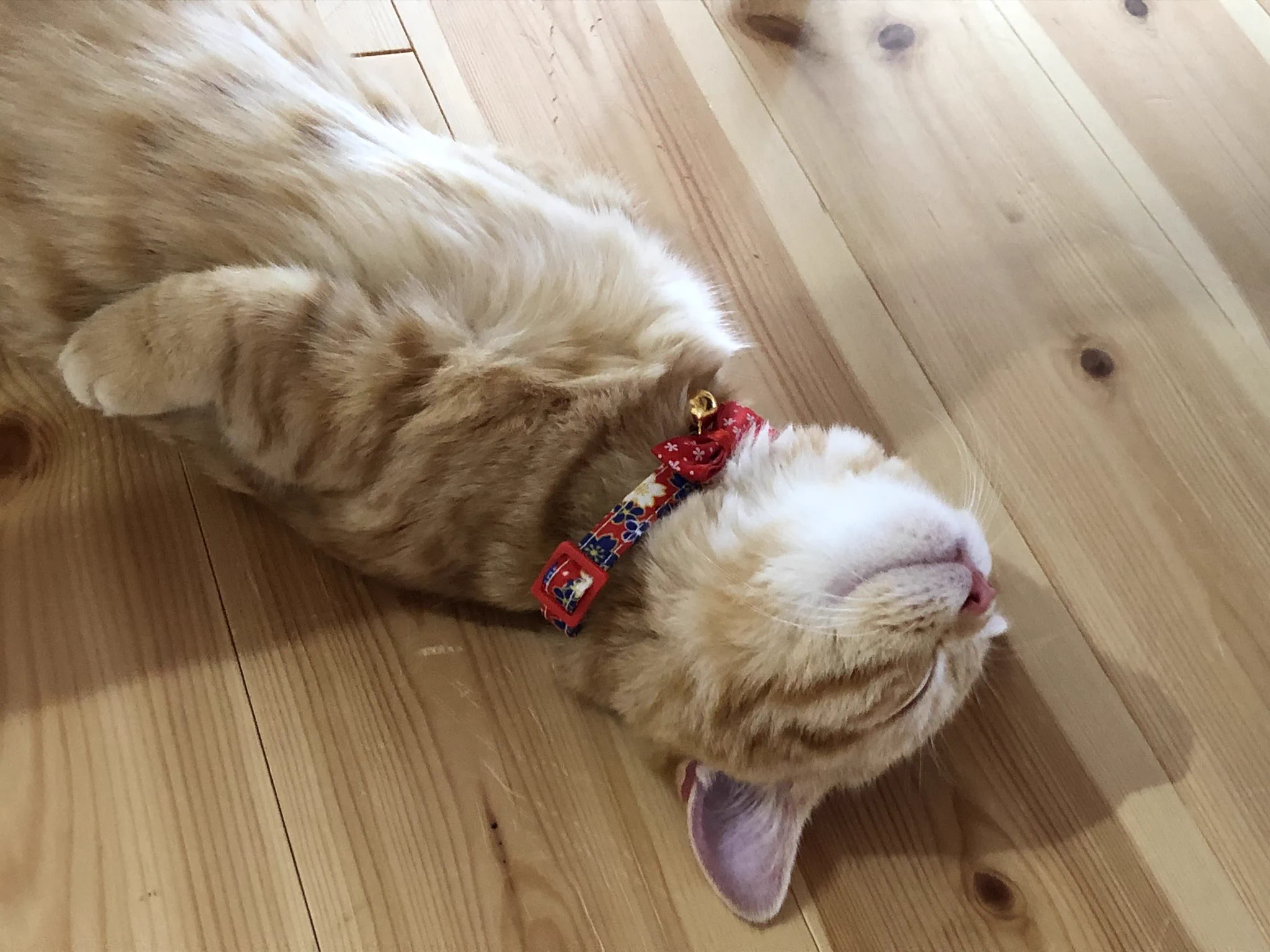 暴れるだけ暴れて爆睡する猫ちゃん。後ろ足の”ちょこんと感”が可愛いｗｗ