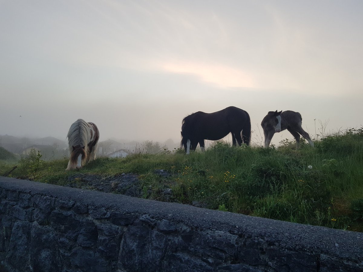 whiteem4's tweet photo. Met these three this morning in Galway City for my sunrise walk 💛 #Darknessintolight #pietahouse https://t.co/r0REowfPFF