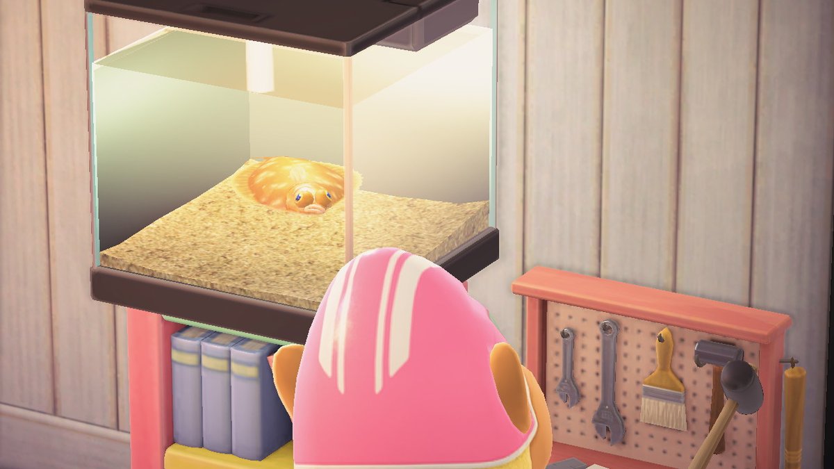 4GO555's tweet photo. 飼い主を見つめる魚
 #どうぶつの森 #AnimalCrossing #ACNH #NintendoSwitch https://t.co/I1ZqMBYcZc