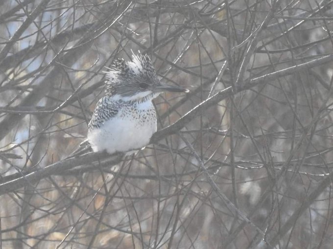 北海道野鳥のTwitterイラスト検索結果。