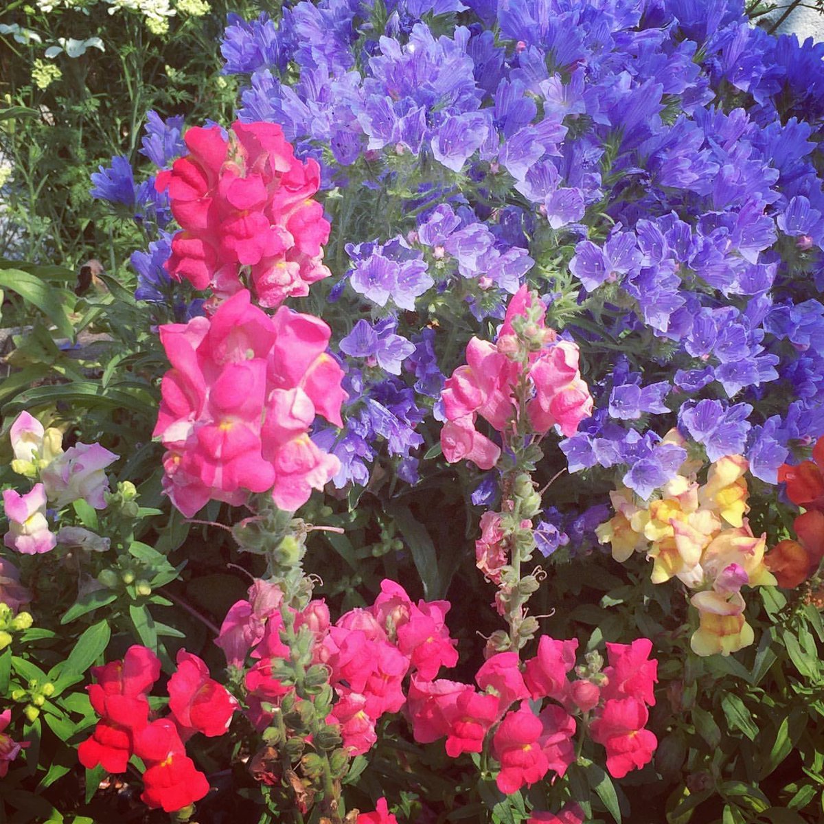 ありすえ P D Kaede ピンクの花はビスカリア 桜みたいで可愛いよね 白い花はアグロステンマ 高さ1センチくらいあります デカいよ W Twitter