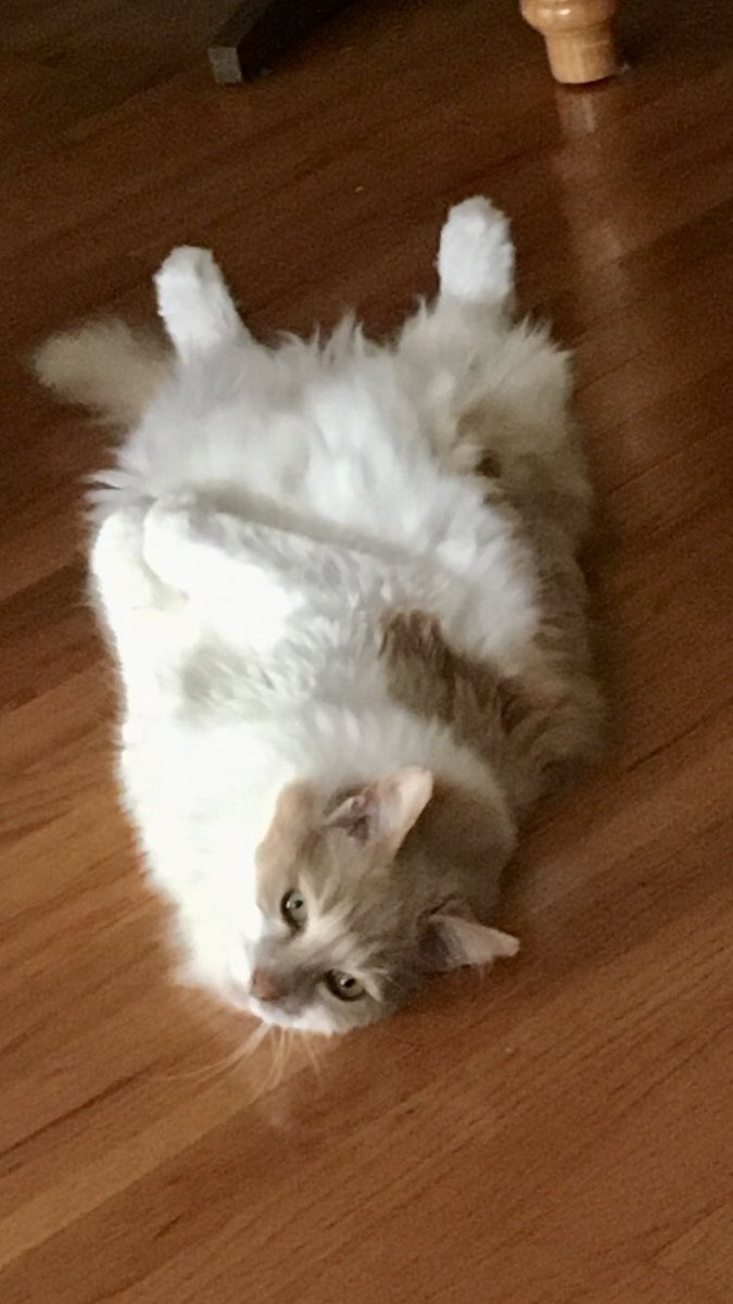 LMichele tweet media