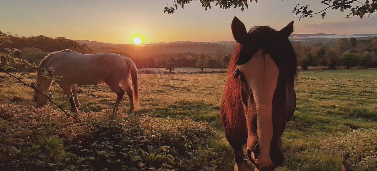 JaamImages's tweet photo. Gorgeous sunrise over the #Wicklow Hills this morning for Darkness Into Light #DarknessIntoLight #DILSunriseAppeal #DIL2020 #pietahouse @DIL_wicklowtown https://t.co/0WhjgQeREf