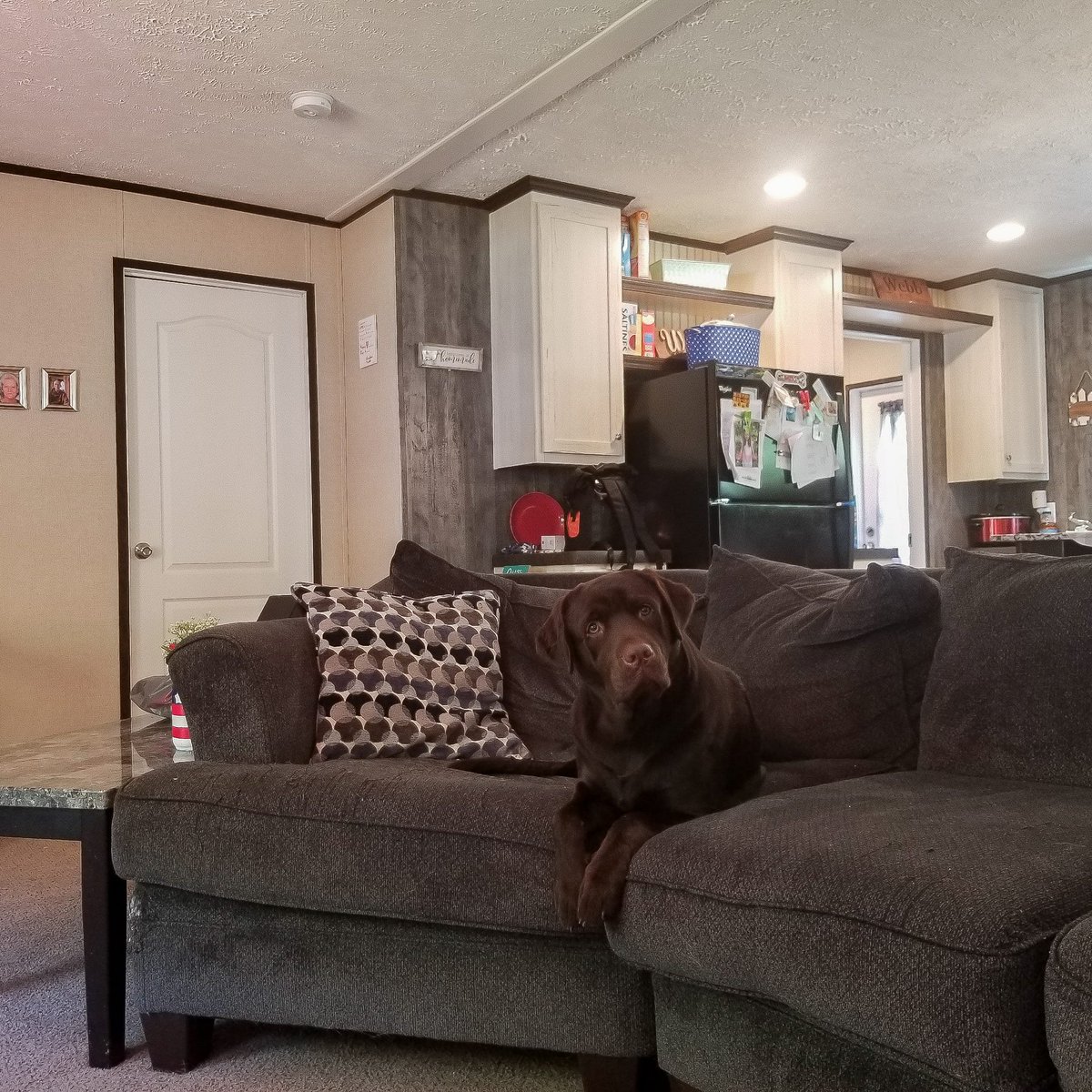tweetmemichael's tweet image. Asking for a friend, how does one remove chocolate from a couch?! 😂🤣🐕

Know where I keep all of my Dad jokes? In a Dad-a-base! 😬🤓🤣

Please don't unfriend me. 

#dadjokes #dadabase #rugerthelab #chocolatelab #labradorretriever #ckclab