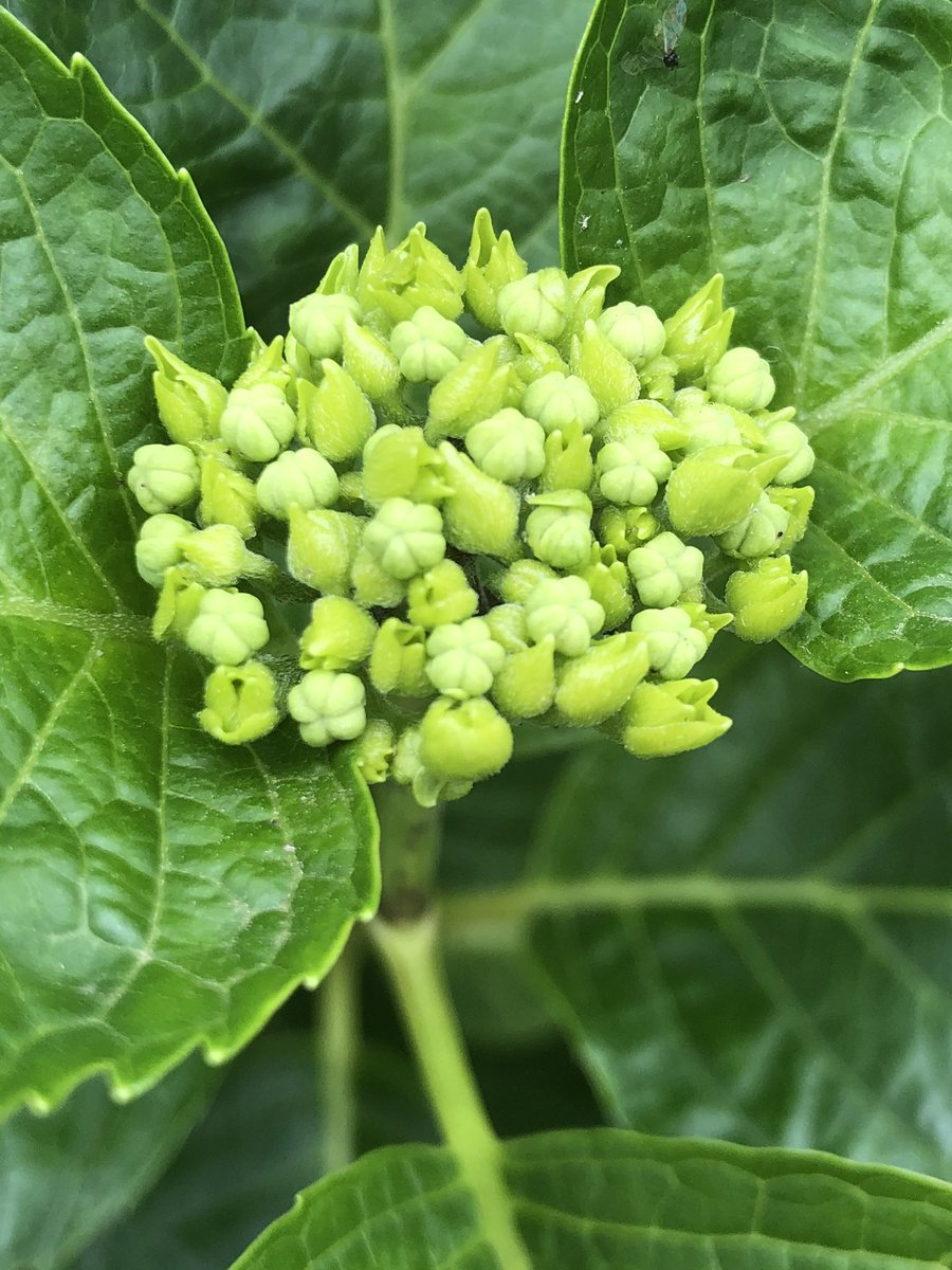 紫陽花のつぼみ 紫陽花のつぼみ
