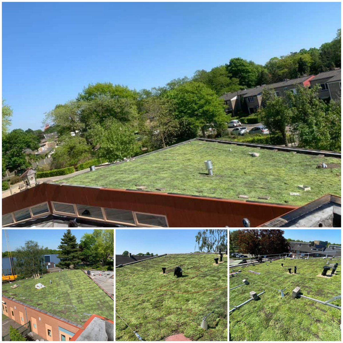 RoofUpdate's tweet image. Schoolkinderen en gebruikers Glorieux te Dongen gaan een gezondere en koelere omgeving tegemoet. 
Meer groene gebouwde omgeving!
Dit groendak is aanlegt door één van onze leden ;
#jorubegroeningstechniek #Joostenkunststoffen 
@JoruErick @GeertJanDerksen