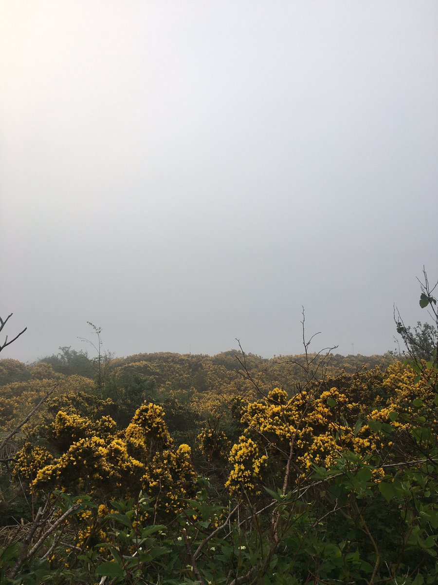 Noreen D'Arcy tweet media