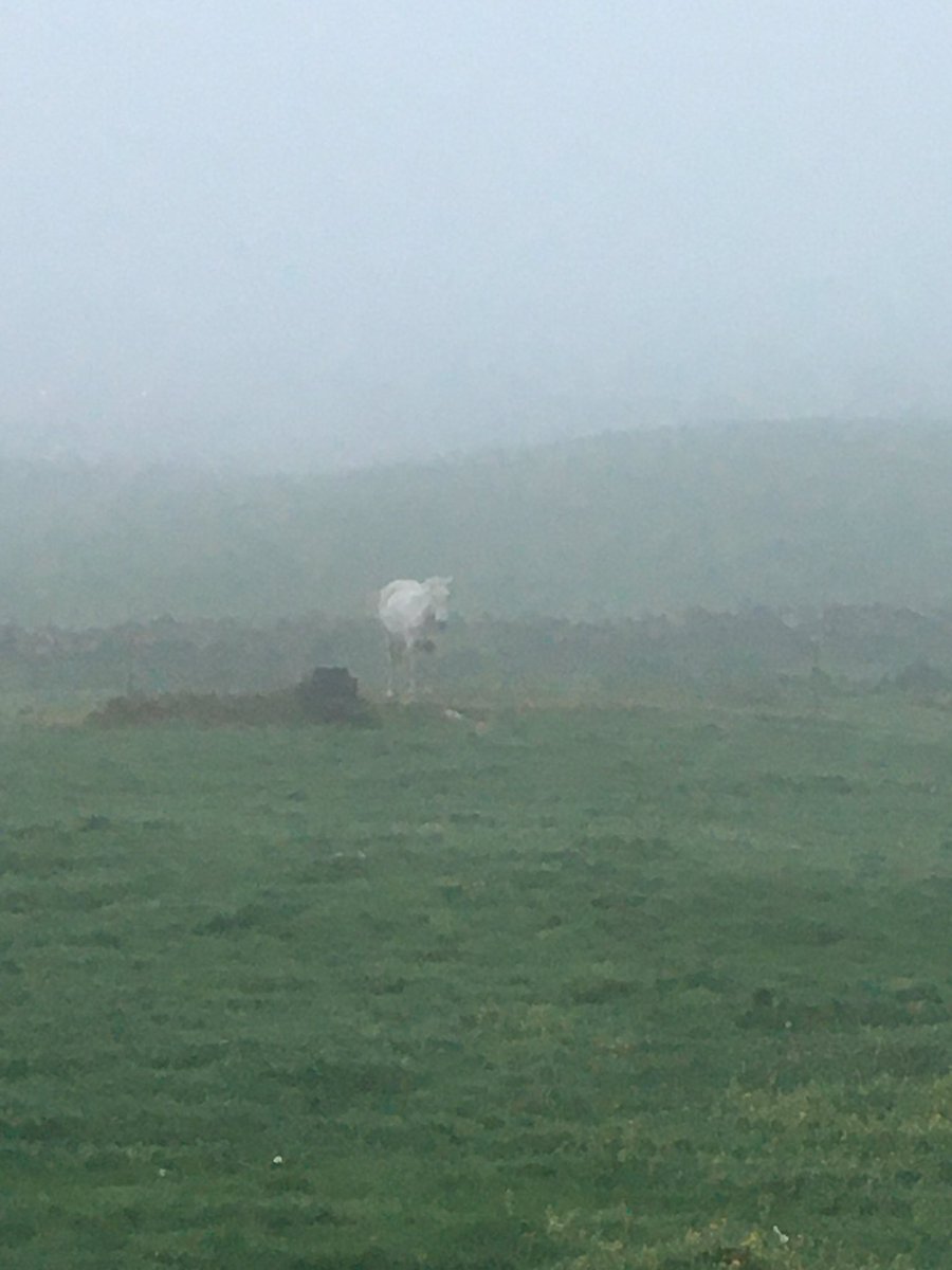 Noreen D'Arcy tweet media