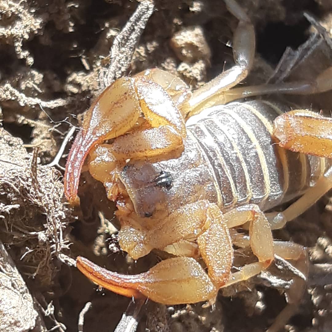 TheNaughtistic1's tweet photo. @ChrisBorkent found this scorpion today , some pseudoscorpions and a yellow belly racer. A few butterflies one was a checkerspot, not sure which kind of checkerspot though. https://t.co/u7COpZPMCQ