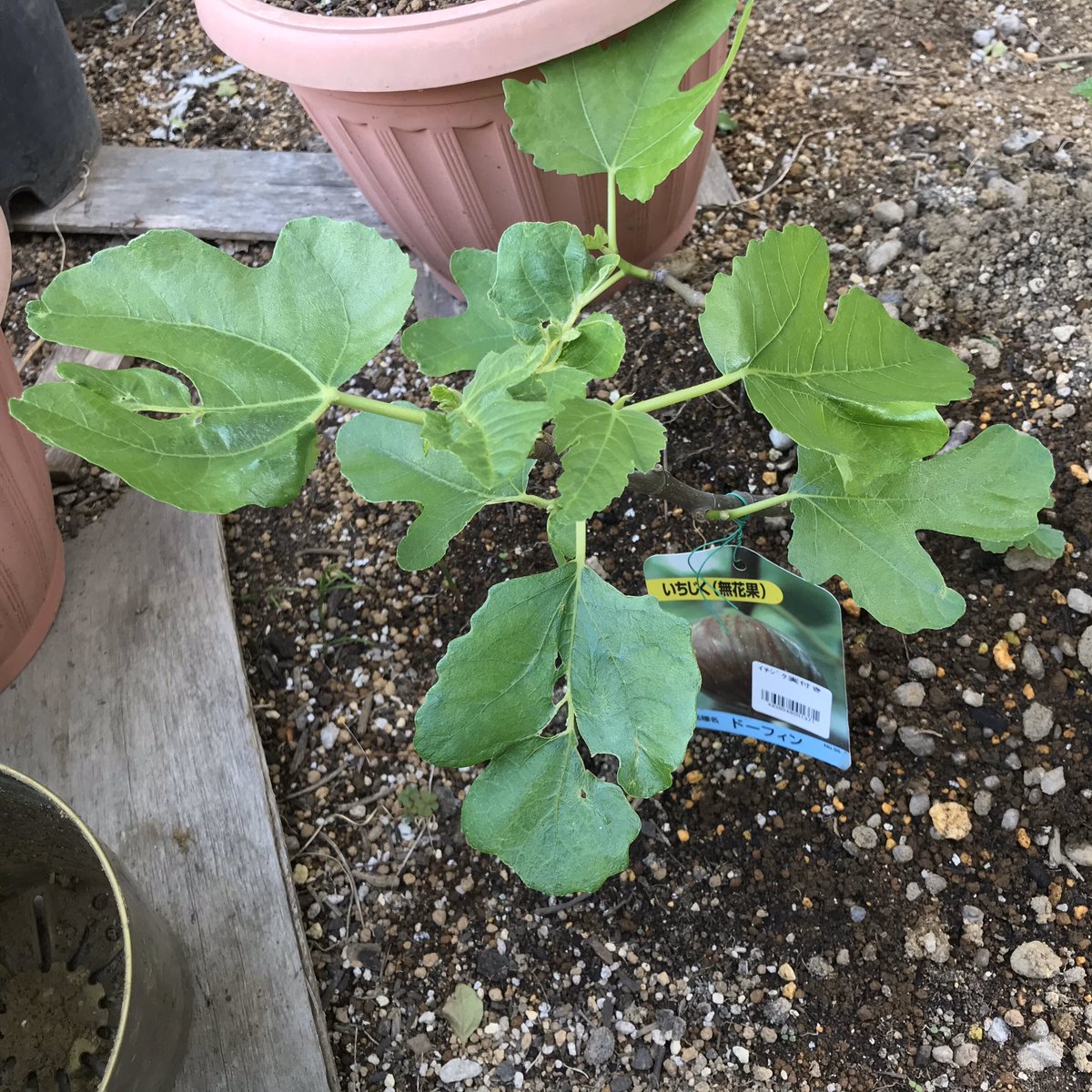 カフェスタイル على تويتر 去年のいちじく 地植えすると 少し復活気味 いちじく イチジク ドーフィン 家庭菜園 家庭栽培 自家栽培 自家菜園 プランター菜園 プランター栽培 おうち園芸 おうちで園芸