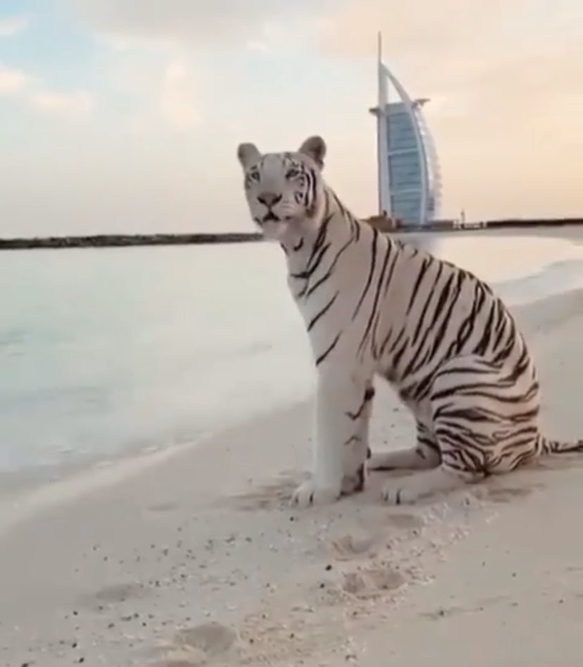 Good morning #travelers! Special friend in #Dubai!
#kitecamp #kitesurf #kitesurfing #viaggiare #dubailife #burjkhalifa #emirates #travelling #travelgram #vacation  #dubaimarina #trip #travel #traveler #travelblogger #holidays #viaggi #beach #sea #travelblog #adventure #viaggio