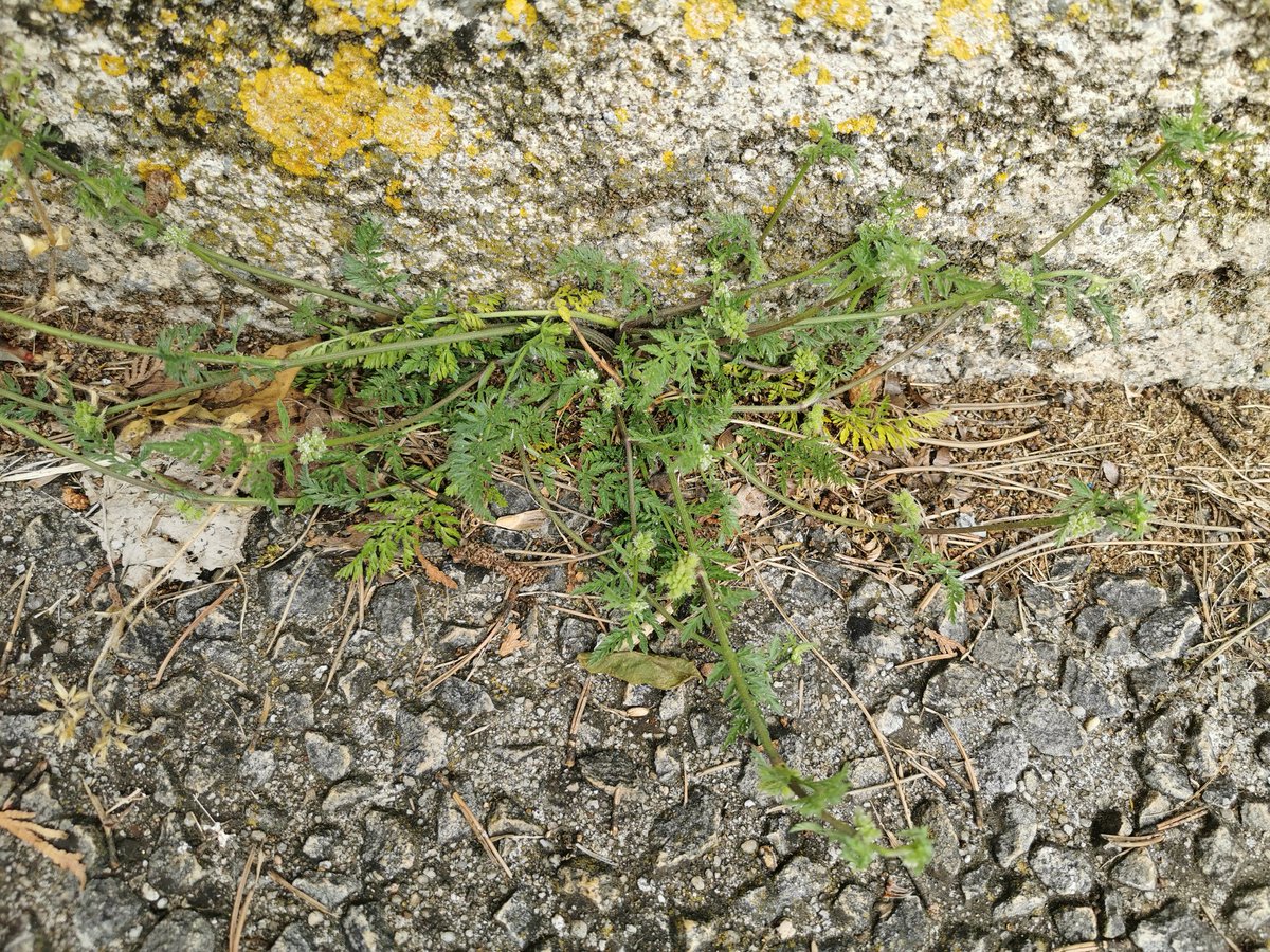 LaBotaniste's tweet photo. Todays #pavementplant is #Torilis nodosa. This plant is a ruderal, but I haven't seen it on a sidewalk before. Have you?
#morethanweeds #pavementplants #wildflowers #Apiaceae https://t.co/GqB2MBB0vN