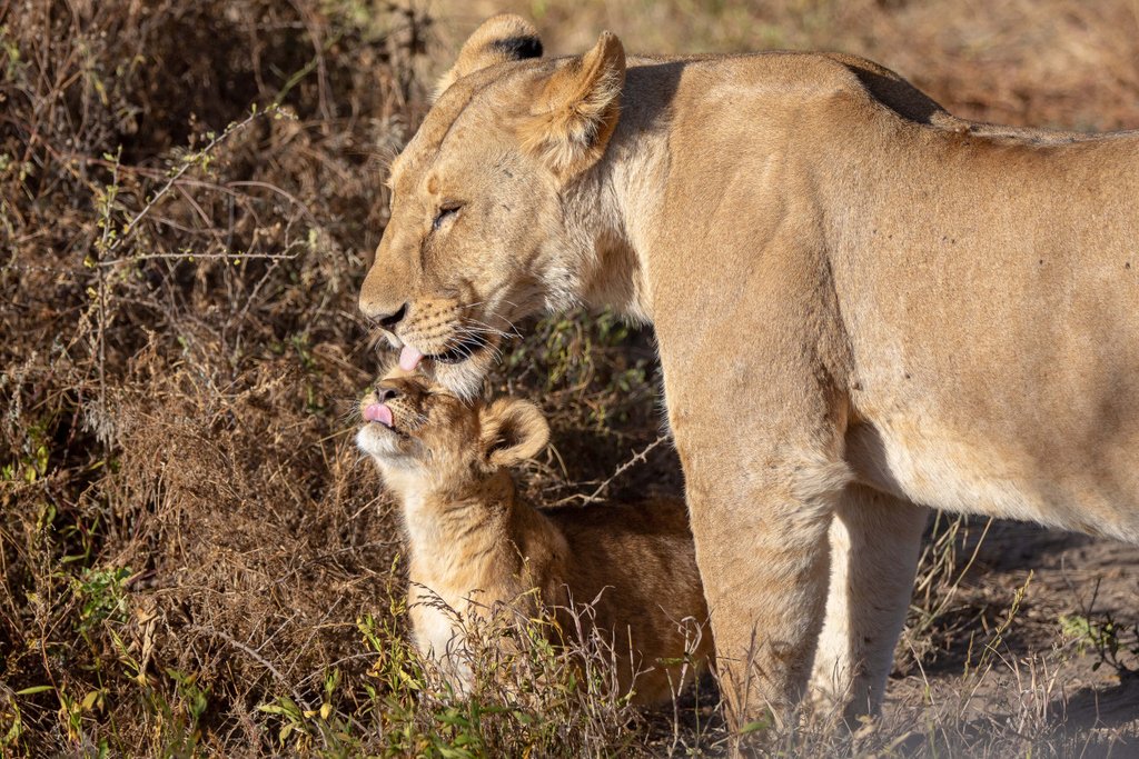 I love you too mommy! 
Don't forget tomorrow is Mother's Day. 
#mothersday #lovemom #mommyandme #wildlifebabies #safari #southafrica #lionandsafaripark
#ExploreDiscover