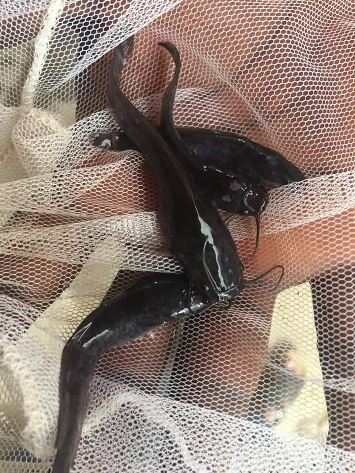 DonsFarm's tweet photo. My family owns a fish farm and i run it with my siblings.

 Standard, Juvenile and fingerlings.
We have the best of it all

We also sell smoked ones 
#WatchoutChallenge @WatchoutTech https://t.co/nv7KGlGgfG