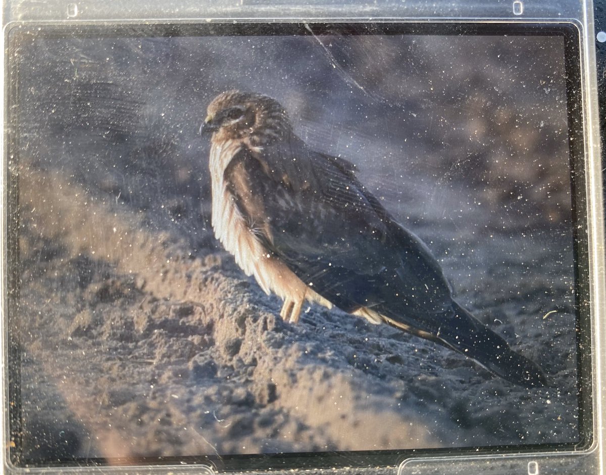 Female Montagu’s Harrier in St Ouens Bay this morning!! A Very rare visitor to the island!!! @BirdGuides @RareBirdAlertUK @NatTrustJersey @Soc_Jersiaise @JerseyBioCentre