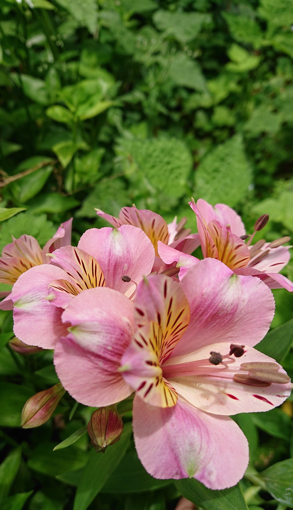 Twitter এ 順 ミツバの中に鮮やかに咲いたピンク色のアルストロメリア ピンク色の花言葉は 気配り アルストロメリアの花言葉は 友情 献身的な愛 アルストロメリア T Co R9gwpi44e3 ট ইট র