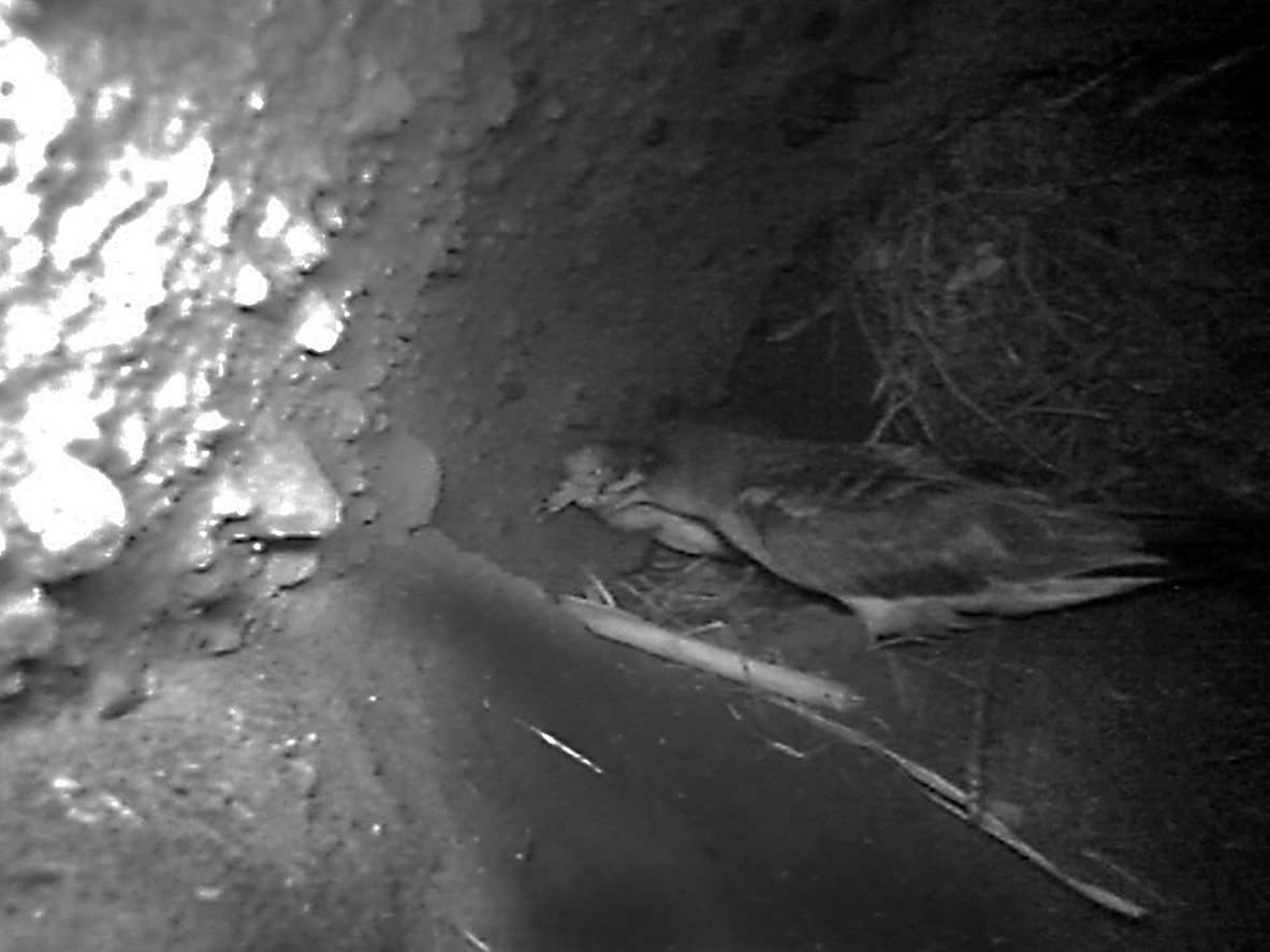 LifePonDerat's tweet photo. Today is World Migratory Bird Day!
We celebrate it with these extraordinary images coming from Ventotene. Are they #Ligea's parents?
#WMBD2020 #WMBD #ventotene #isoleponziane #shearwaters #berte
https://t.co/RupXo1v8sG https://t.co/EKXWblOTkA