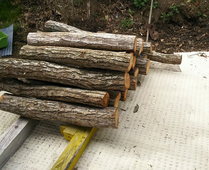 今日は、イイ感じな天気なので
椎茸の駒打ちした、20本分(予定数の1/5
原木は、うちの山で伐採したミズナラを主に使ってます。

クヌギの方が良いと言う人もいるけど
北海道に自生してないのです(*ノωノ) 