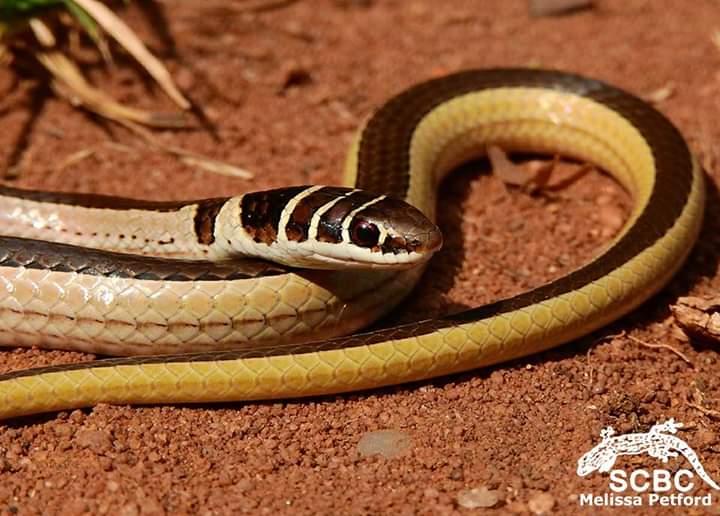 Vhembe Biosphere tweet media