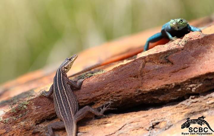 Vhembe Biosphere (@vhembebiosphere) on Twitter photo #KnowTheVBR Don't forget to take a short left to the Soutpansberg Centre for Biodiversity and Conservation, Luvhondo Nature Reserve when you visit the Vhembe Biosphere Reserve. <a href="/UNESCO_MAB/">UNESCO Biodiversity</a> <a href="/UNESCO/">UNESCO 🏛️ #Education #Sciences #Culture 🇺🇳</a> <a href="/Limpopotv_/">Limpopo Television</a> <a href="/VhembeDM/">Vhembe District Municipality</a> <a href="/4Post2020BD/">Post-2020 Biodiversity Framework . EU Support</a> <a href="/environmentza/">Environmentza</a> <a href="/africa_ci/">Conservation Intl.-Africa</a> <a href="/AfricanParks/">African Parks</a> #KnowTheVBR Don't forget to take a short left to the Soutpansberg Centre for Biodiversity and Conservation, Luvhondo Nature Reserve when you visit the Vhembe Biosphere Reserve. <a href="/UNESCO_MAB/">UNESCO Biodiversity</a> <a href="/UNESCO/">UNESCO 🏛️ #Education #Sciences #Culture 🇺🇳</a> <a href="/Limpopotv_/">Limpopo Television</a> <a href="/VhembeDM/">Vhembe District Municipality</a> <a href="/4Post2020BD/">Post-2020 Biodiversity Framework . EU Support</a> <a href="/environmentza/">Environmentza</a> <a href="/africa_ci/">Conservation Intl.-Africa</a> <a href="/AfricanParks/">African Parks</a>