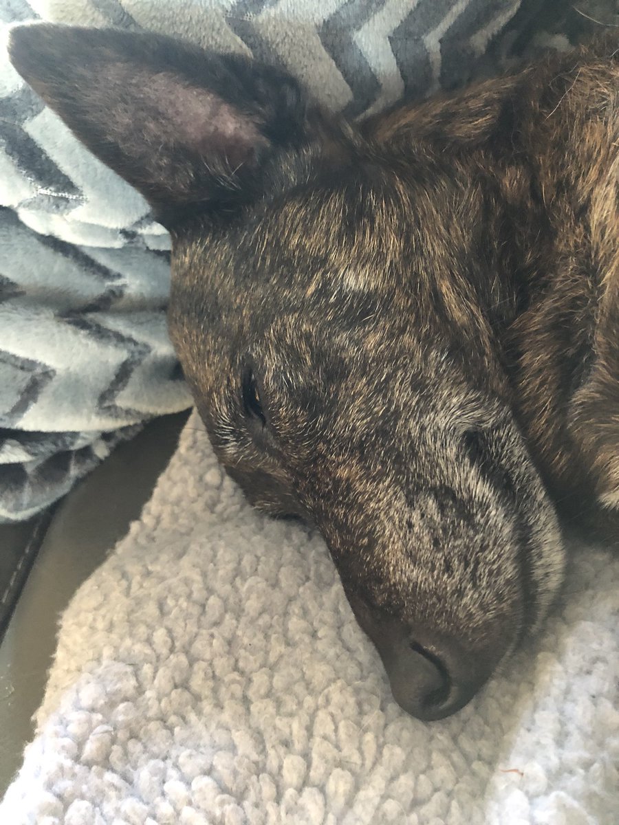 beckluvslobster's tweet photo. Every bowl of cat biscuits we have set down, for the past 3 days, has been finished off by this little turd🙄😂🧡 #dogsoftwitter #dogsduringlockdown #dog #JRT https://t.co/vVyCisaiyS