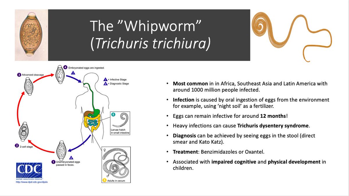 Shannan_tropmed's tweet photo. I've decided to do 'Worm of the Week'. The first one up is the ”Whipworm” (Trichuris trichiura). Did you know that female Trichuris worms can produce up to 10,000 eggs per day? #trichuris #whipworm #wormoftheweek
DM me if you have any suggestions for next week's worm! 🐛💩 https://t.co/Xe42eY9Jp6