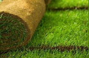 Rulo Çim M2 Fiyatı
Bahçelerde en çok yapılan peyzaj çalışmalarının başında rulo çim ekimi gelir. Rulo çim hem bahçelerin yemyeşil ve canlı görünmesini sağlar hem de kolay bir kullanıma sahiptir.
yigitcevre.com/rulo-cim-m2-fi…
#ruloçimm2fiyatı #ruloçim #ruloçimekimi #ruloçimbakımı