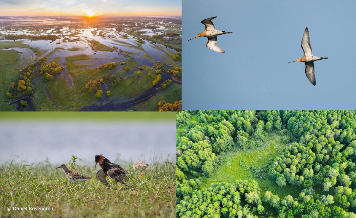 wildpolesia's tweet photo. Welcome to the new channel of Wild Polesia!
We'll be posting stories, facts & photos from Polesia - one of Europe’s most precious wetland wilderness areas!
Follow our work to conserve this important nature!
with @FZS_Frankfurt @ptushki #USPB @_BTO @EndangeredLands https://t.co/5BhLhXnx0t