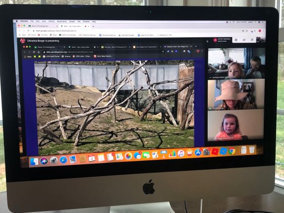 Field trips cancelled?  Not so fast!  Narrating in her safari hat, <a href="/chapman_school/">Chapman School</a> Kindergarten teacher, Mrs. Borger, takes her students on a virtual field trip to the San Diego Zoo! How fun is that?! #remotelearning #cheshirepublic #cheshirepublicschools #cheshirectpublicschools