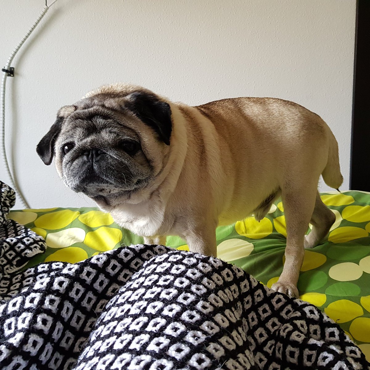 Lucas_Pug's tweet photo. https://t.co/YNbgbH8j8R