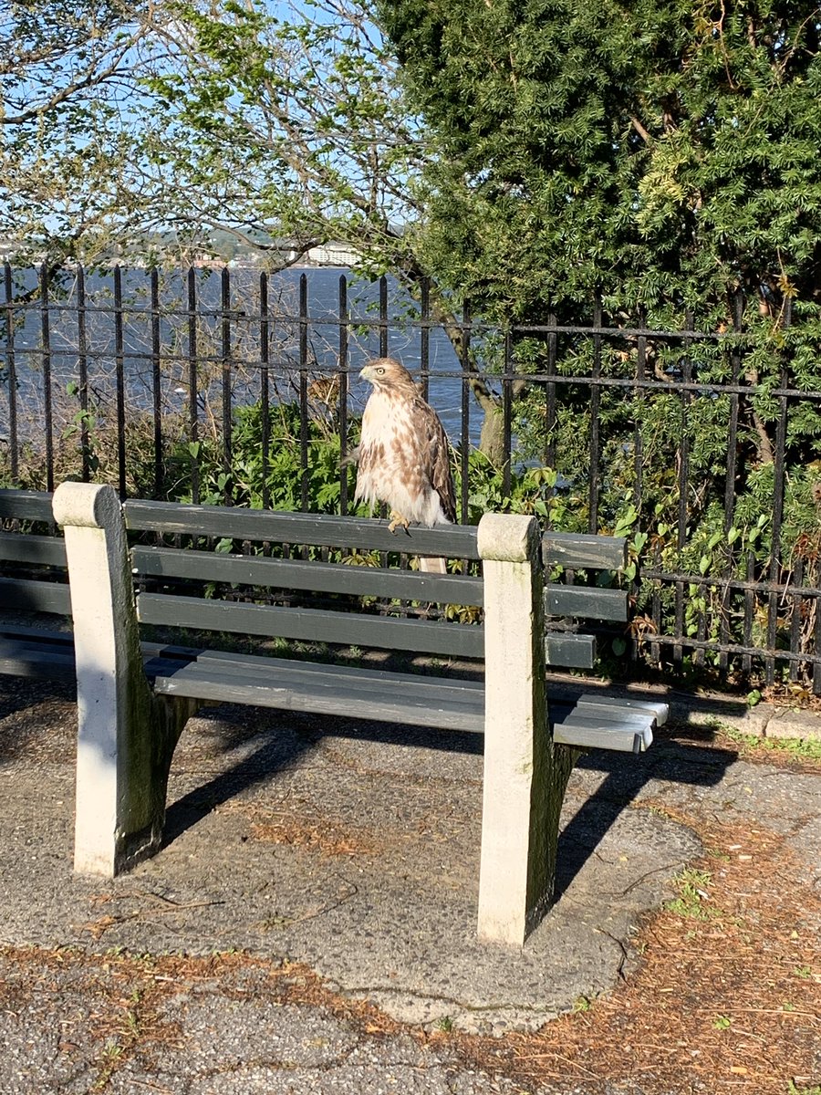 ReporterLeslie's tweet photo. Ran into this hawk beauty taking in the morning sun in Bay Ridge. https://t.co/LkqztgOQ19
