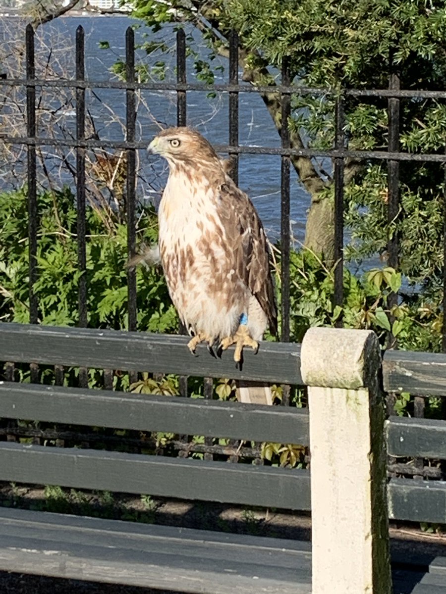 ReporterLeslie's tweet photo. Ran into this hawk beauty taking in the morning sun in Bay Ridge. https://t.co/LkqztgOQ19